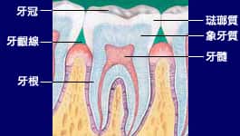 牙齒解剖結構